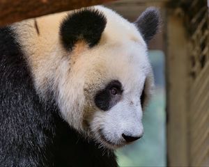 Preview wallpaper panda, animal, bear, furry