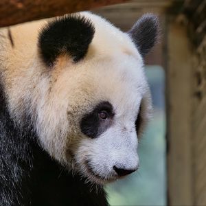 Preview wallpaper panda, animal, bear, furry