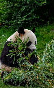 Preview wallpaper panda, animal, branches, leaves, bamboo