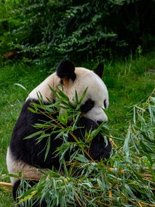 Preview wallpaper panda, animal, branches, leaves, bamboo