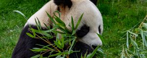 Preview wallpaper panda, animal, branches, leaves, bamboo