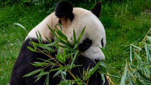 Preview wallpaper panda, animal, branches, leaves, bamboo