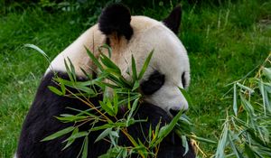 Preview wallpaper panda, animal, branches, leaves, bamboo