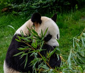 Preview wallpaper panda, animal, branches, leaves, bamboo