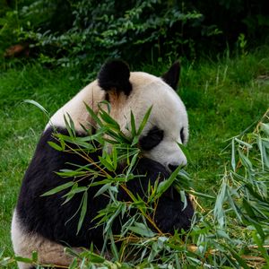 Preview wallpaper panda, animal, branches, leaves, bamboo