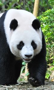 Preview wallpaper panda, animal, face, claws