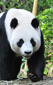 Preview wallpaper panda, animal, face, claws