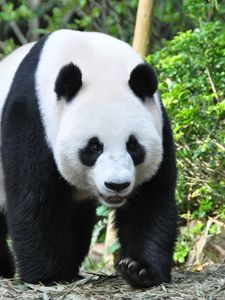 Preview wallpaper panda, animal, face, claws