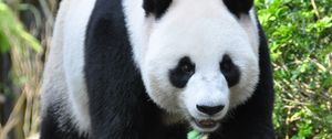 Preview wallpaper panda, animal, face, claws