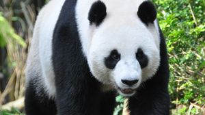 Preview wallpaper panda, animal, face, claws