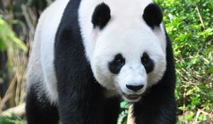 Preview wallpaper panda, animal, face, claws