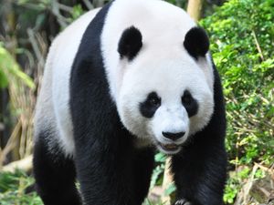 Preview wallpaper panda, animal, face, claws