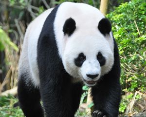 Preview wallpaper panda, animal, face, claws