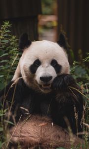 Preview wallpaper panda, animal, face, bamboo