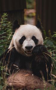 Preview wallpaper panda, animal, face, bamboo