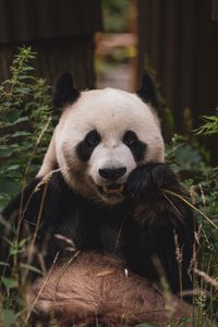 Preview wallpaper panda, animal, face, bamboo