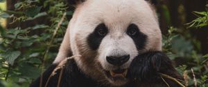 Preview wallpaper panda, animal, face, bamboo