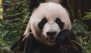 Preview wallpaper panda, animal, face, bamboo