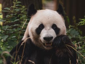 Preview wallpaper panda, animal, face, bamboo