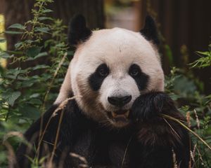 Preview wallpaper panda, animal, face, bamboo