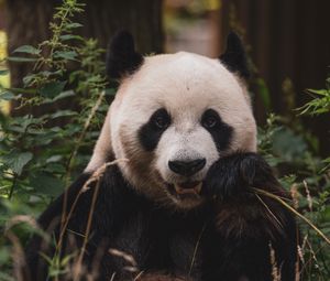 Preview wallpaper panda, animal, face, bamboo