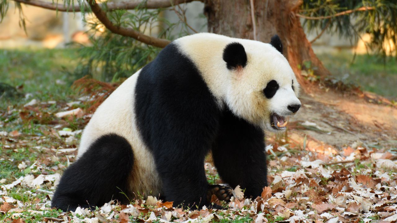 Wallpaper panda, animal, fallen leaves, autumn