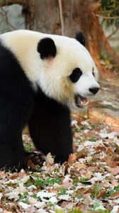 Preview wallpaper panda, animal, fallen leaves, autumn