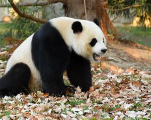 Preview wallpaper panda, animal, fallen leaves, autumn