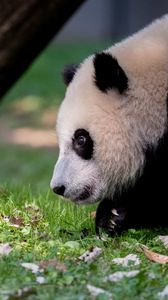 Preview wallpaper panda, animal, fluffy, glance