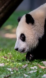 Preview wallpaper panda, animal, fluffy, glance