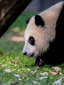 Preview wallpaper panda, animal, fluffy, glance