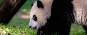 Preview wallpaper panda, animal, fluffy, glance