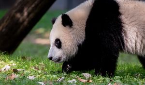 Preview wallpaper panda, animal, fluffy, glance