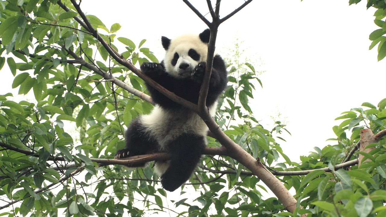 Wallpaper panda, animal, funny, tree