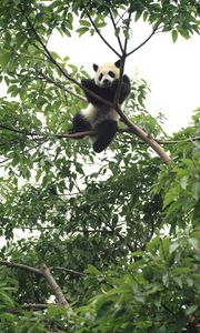 Preview wallpaper panda, animal, funny, tree