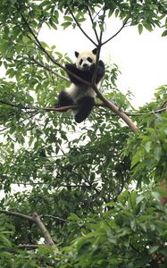 Preview wallpaper panda, animal, funny, tree