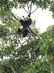 Preview wallpaper panda, animal, funny, tree