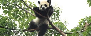 Preview wallpaper panda, animal, funny, tree
