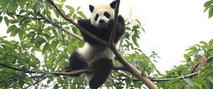 Preview wallpaper panda, animal, funny, tree