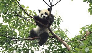 Preview wallpaper panda, animal, funny, tree