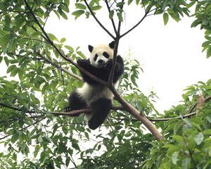 Preview wallpaper panda, animal, funny, tree