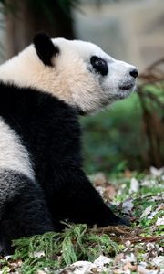 Preview wallpaper panda, animal, funny, cute