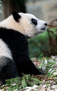 Preview wallpaper panda, animal, funny, cute