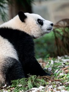 Preview wallpaper panda, animal, funny, cute