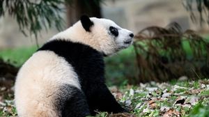 Preview wallpaper panda, animal, funny, cute