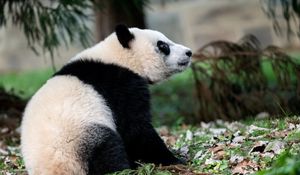Preview wallpaper panda, animal, funny, cute