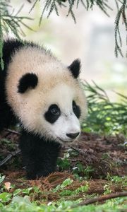 Preview wallpaper panda, animal, furry, leaves, plants