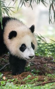 Preview wallpaper panda, animal, furry, leaves, plants