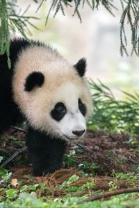 Preview wallpaper panda, animal, furry, leaves, plants