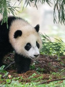 Preview wallpaper panda, animal, furry, leaves, plants